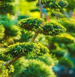 Formgehölze und Gartenbonsais